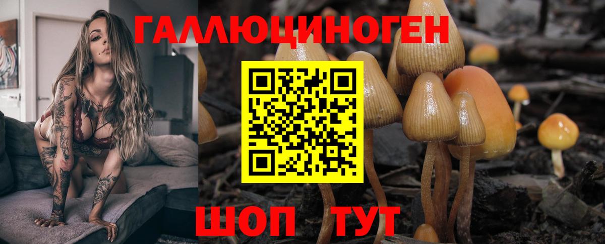 Псилоцибиновые грибы Cubensis Зеленогорск